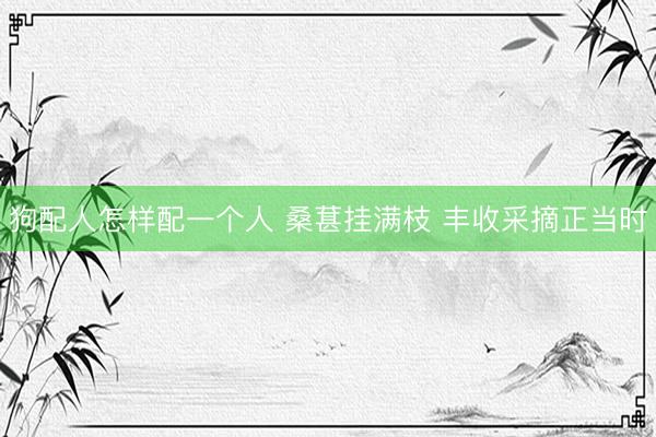 狗配人怎样配一个人 桑葚挂满枝 丰收采摘正当时